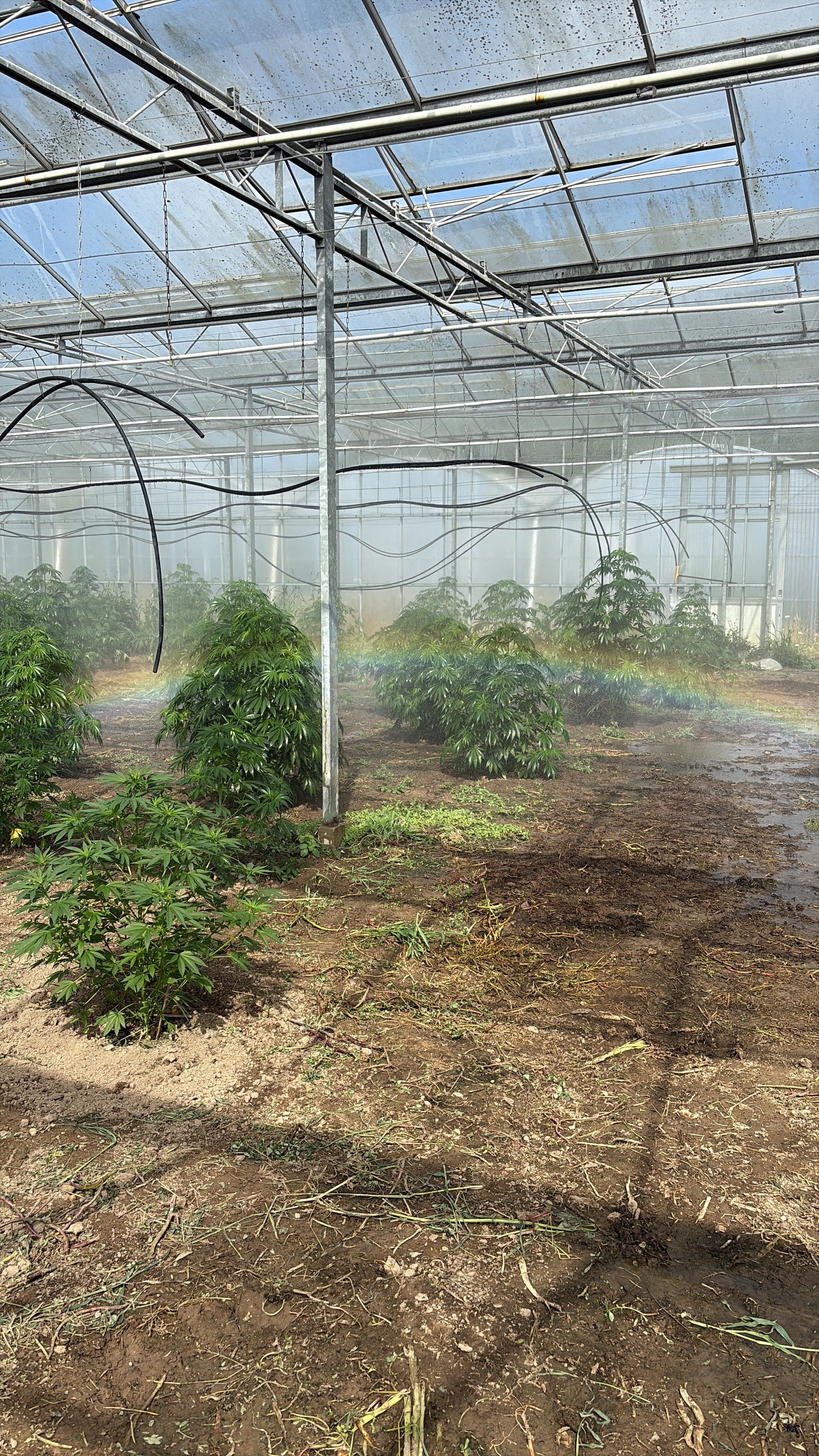 GREEN PEPPER - FLEUR DE CBD ORGANIQUE