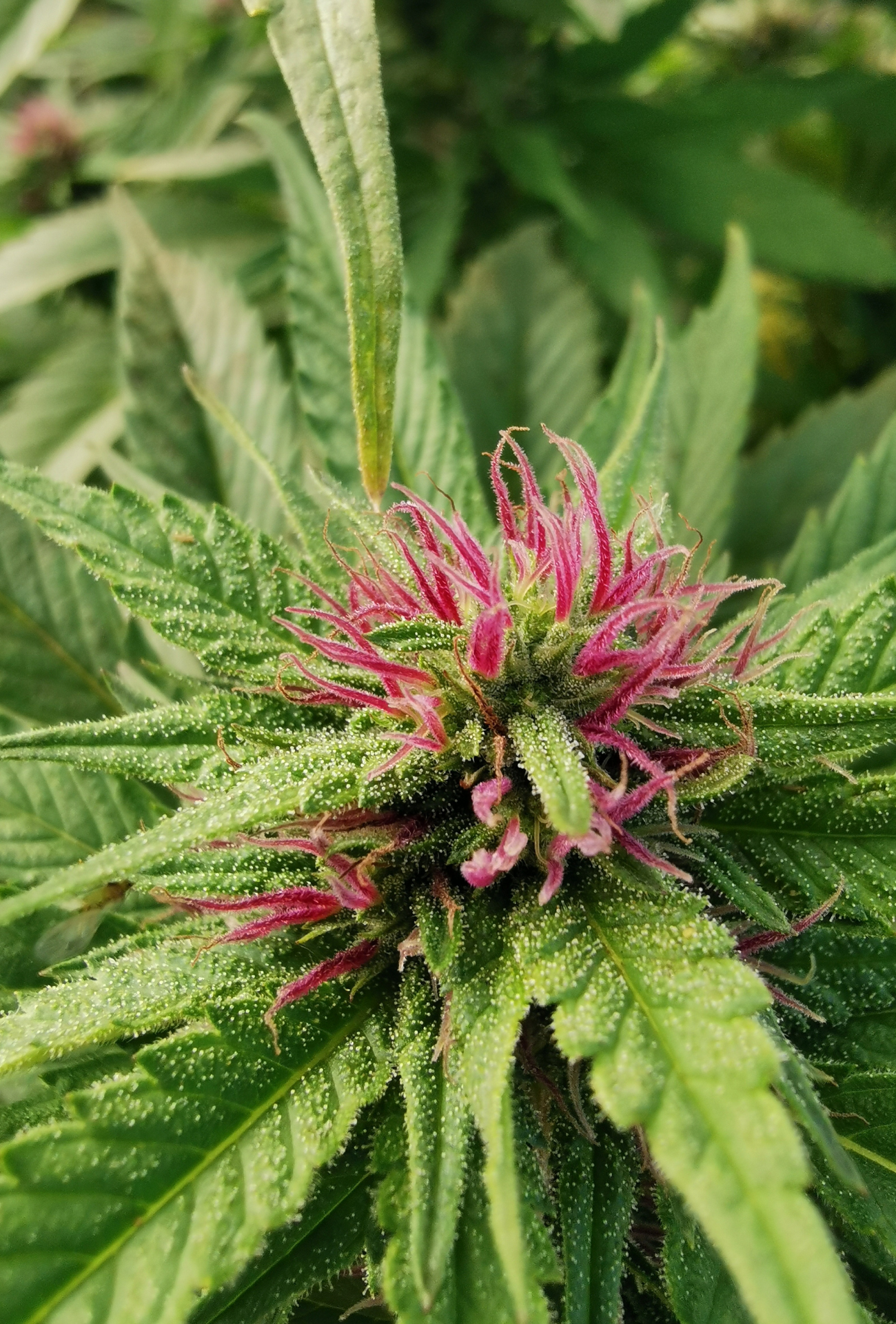 Fleur de CBD bio