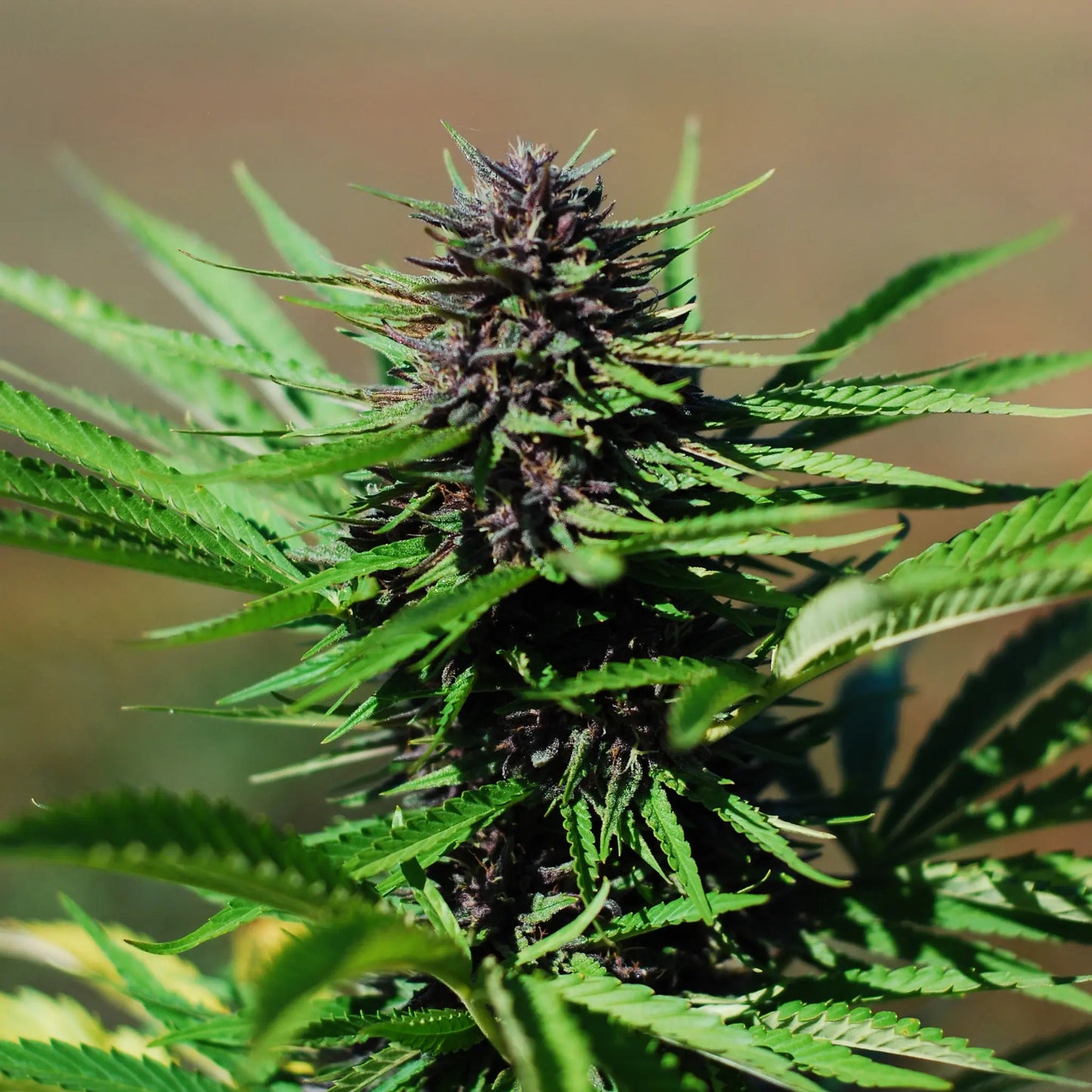 SAPPHIRE KUSH - FLEUR DE CBD BIO Chanvrier lotois