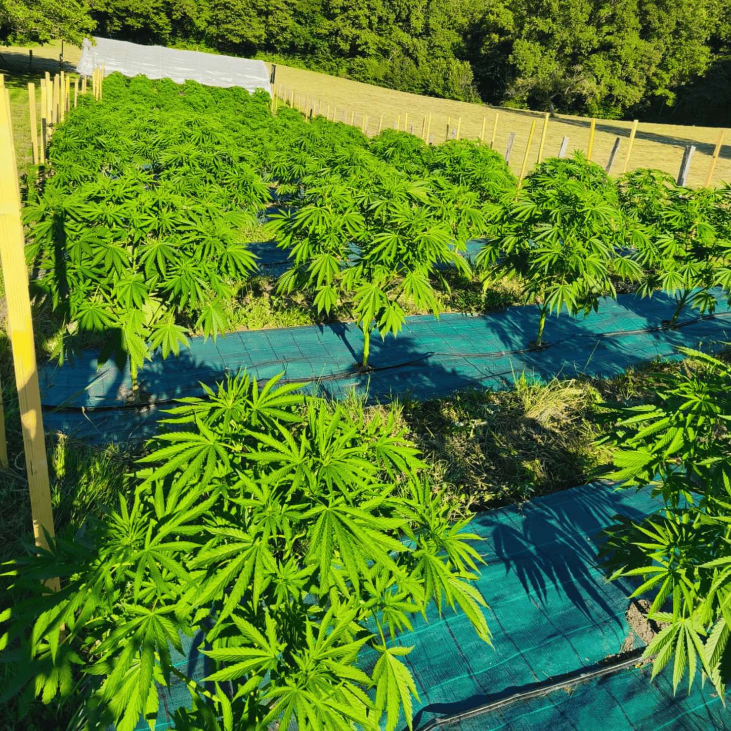 AMNESIA – BIO-CBD-BLÜTE