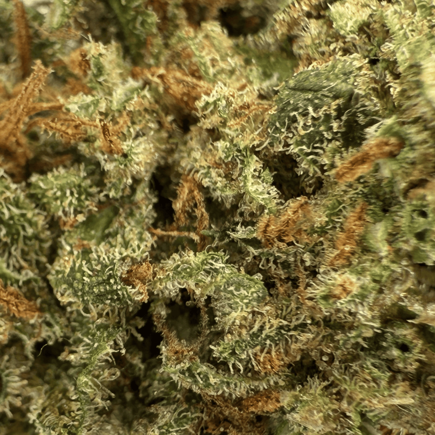 DOBLE GALLETA - FLOR DE CBD ORGÁNICO