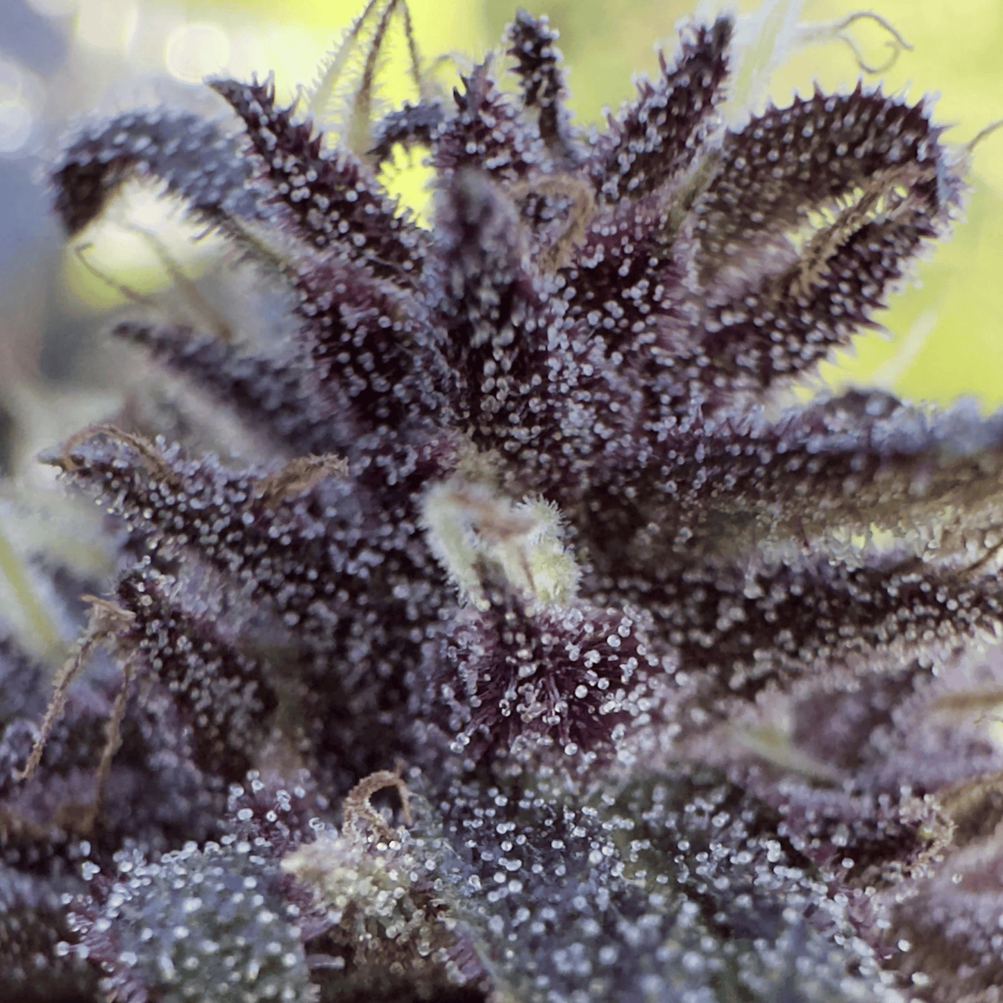 TEMPLE BALL - RESINA CBDV (HACHÍS DE BURBUJAS)