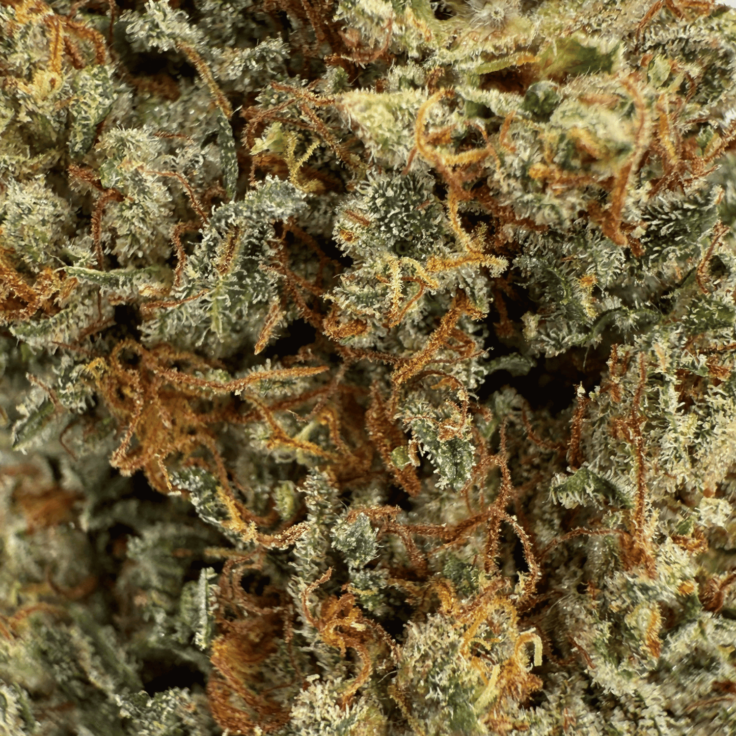 ALLIUM OG - FLEUR DE CBD BIO - LIGHT DEP