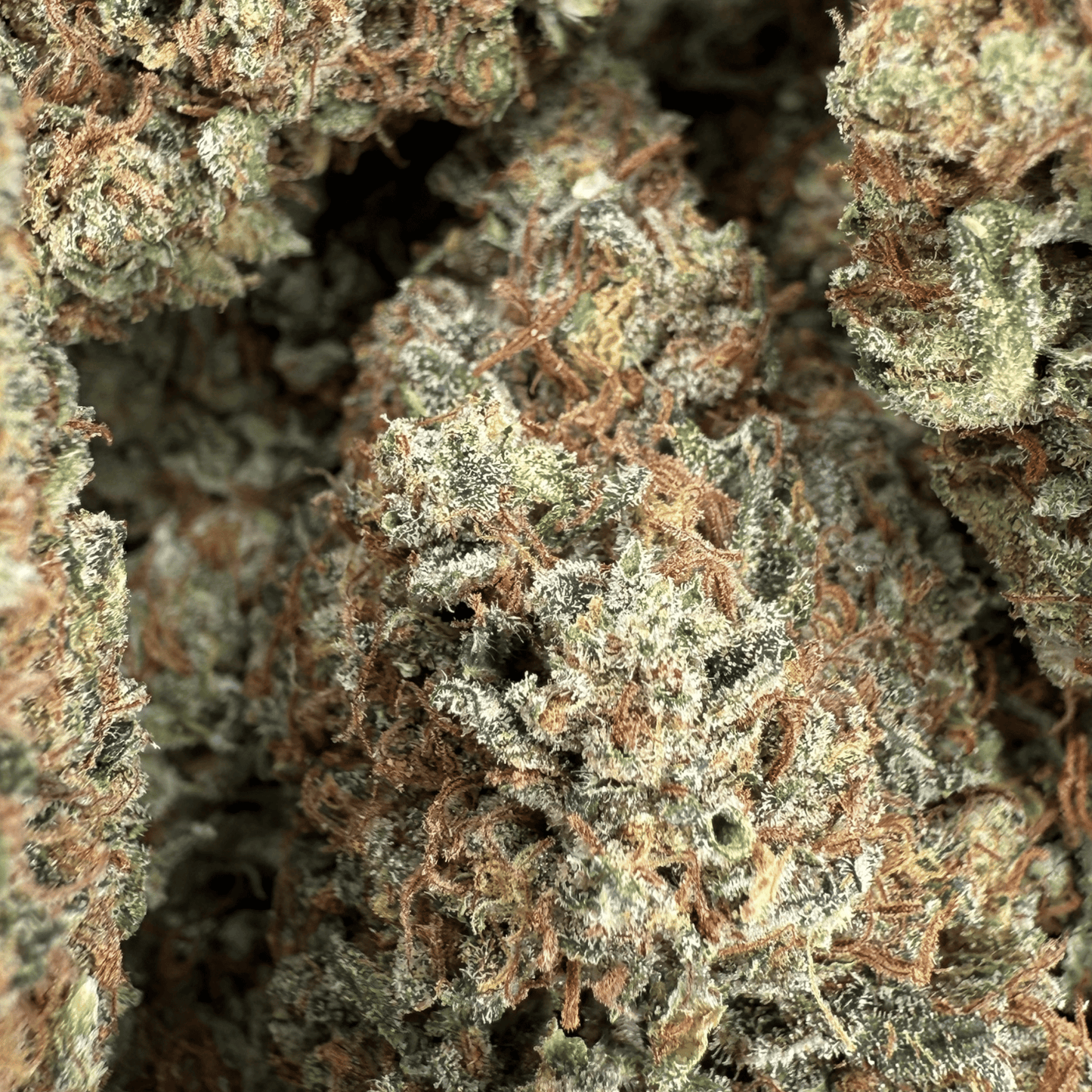 ALLIUM OG - FLEUR DE CBD BIO - LIGHT DEP