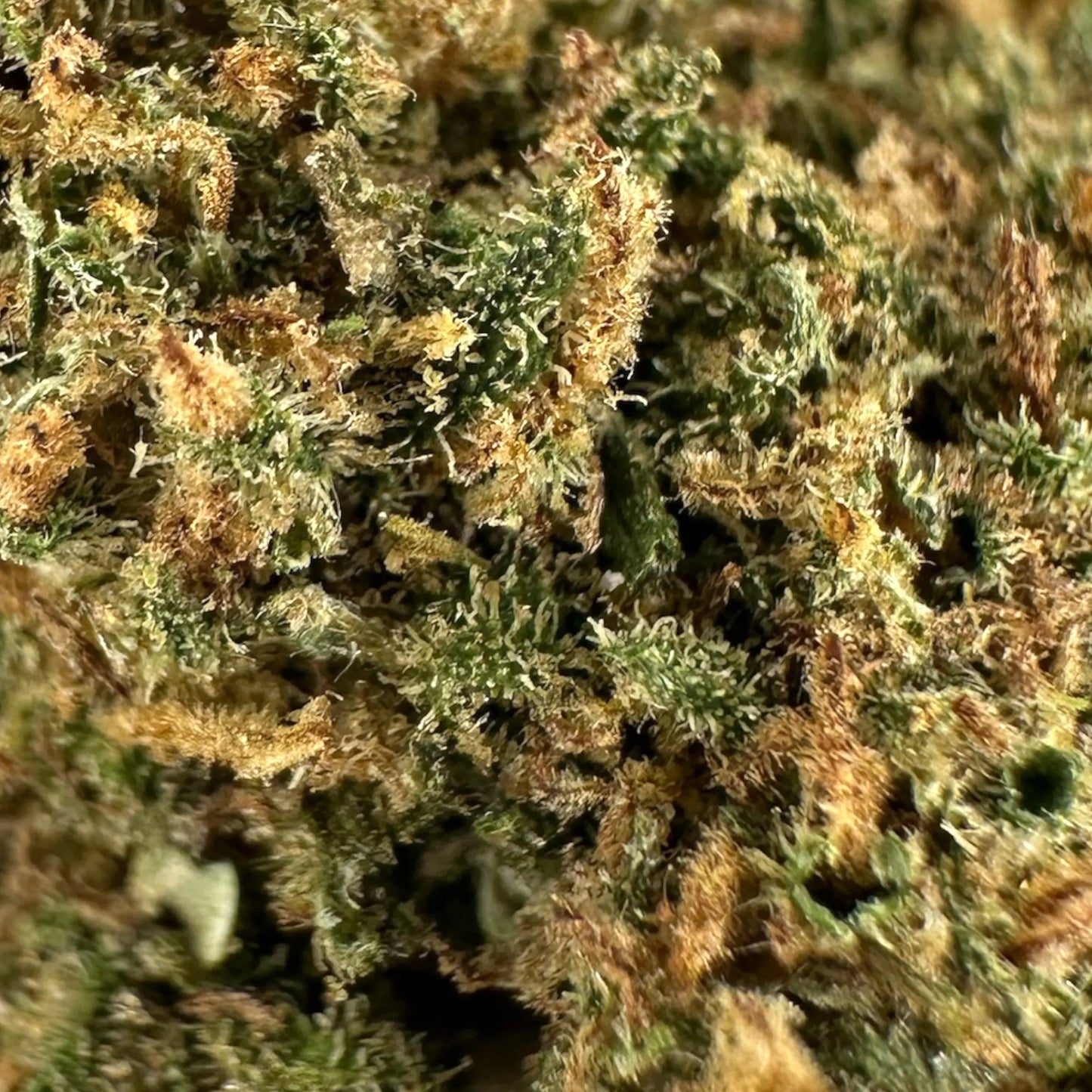 AMNESIA - PETITE FLEUR DE CBD BIO CBD en provence