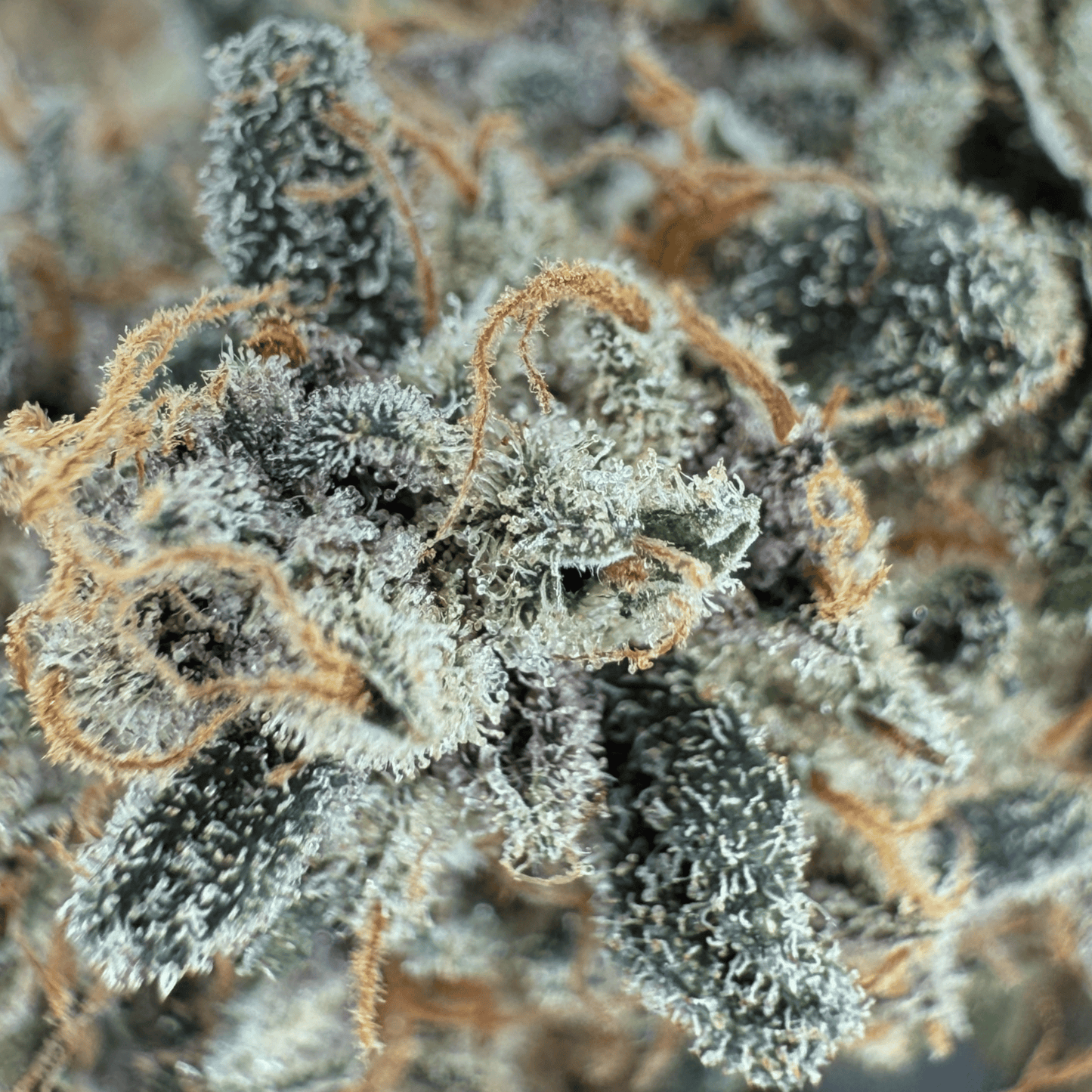 BANANA YAK - FLEUR DE CBD - INDOOR