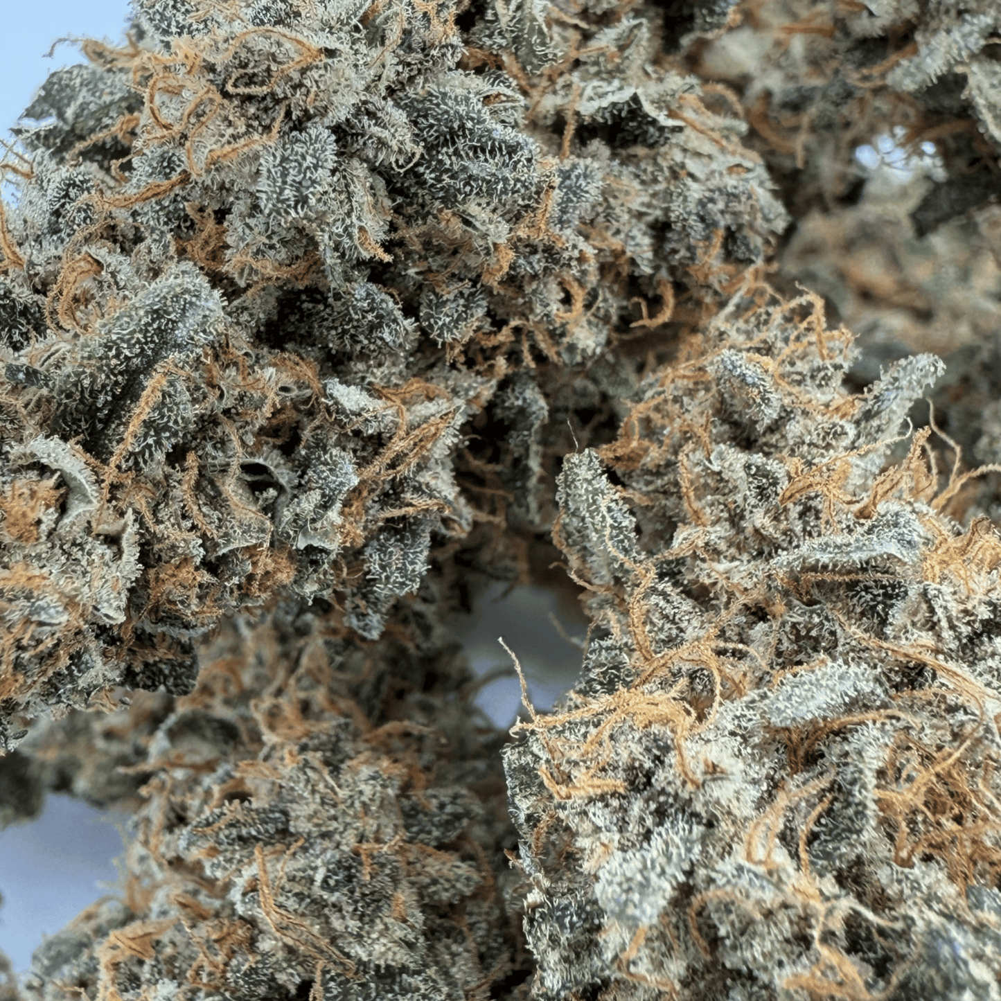 BANANA YAK - FLEUR DE CBD - INDOOR