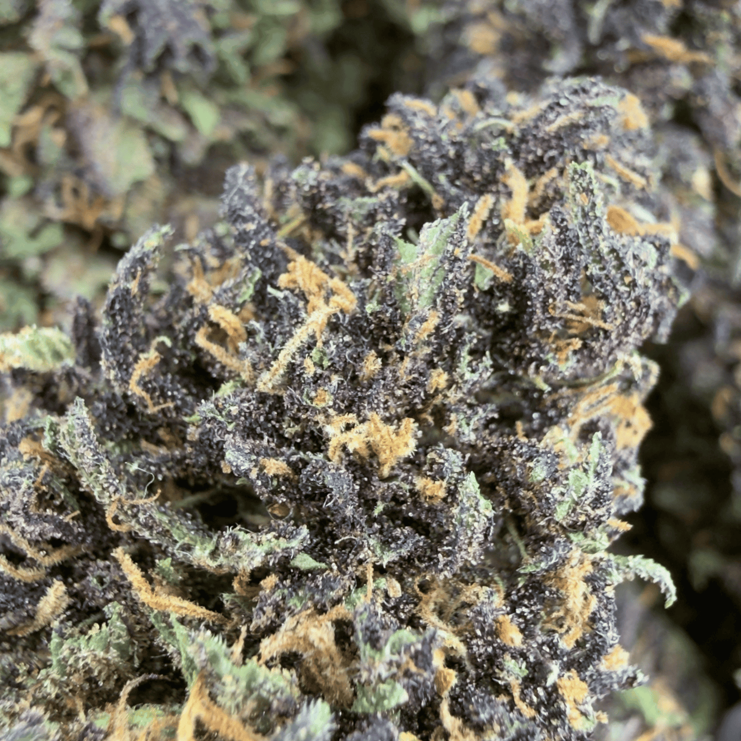 BLUE MERINGUE – BIO-CBD-BLÜTE