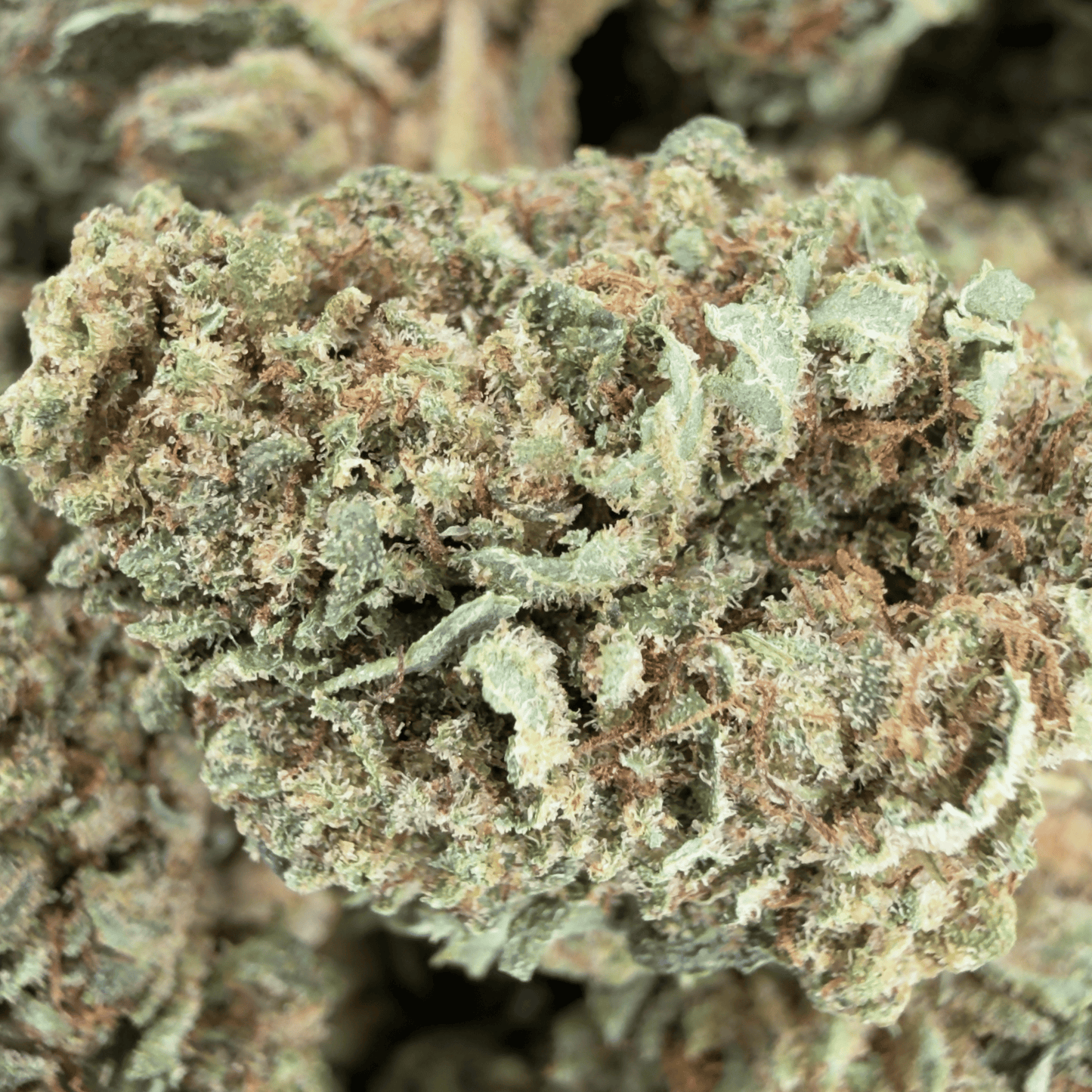 BUBBA KUSH - PEQUEÑA FLOR DE CBD ORGÁNICO