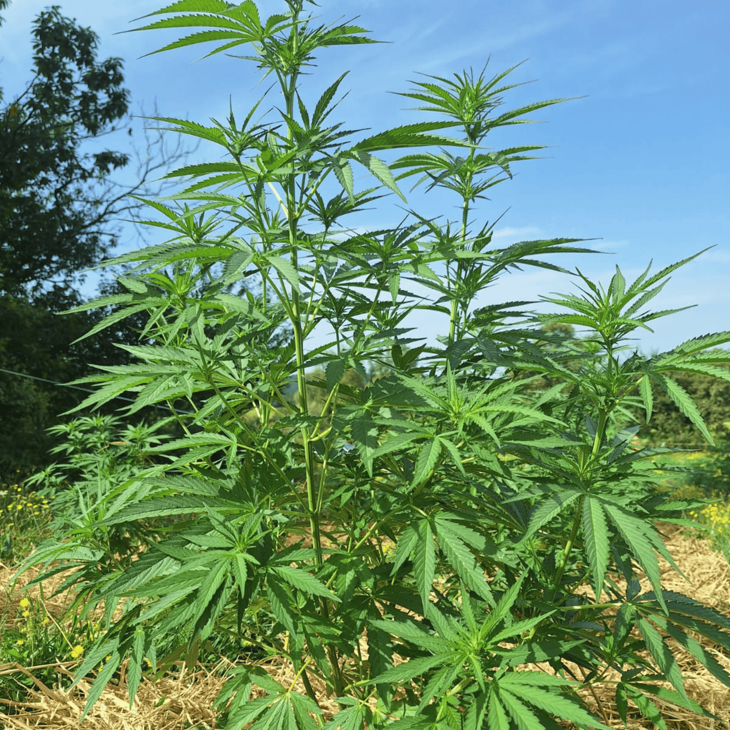 LEGENDARY PLATINUM OG - FLOR DE CBD ORGÁNICA