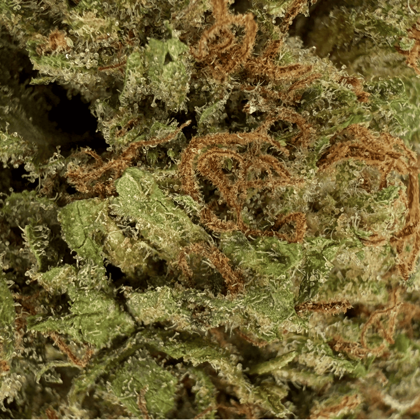 FORBIDDEN V – BIO-CBDV-BLÜTE
