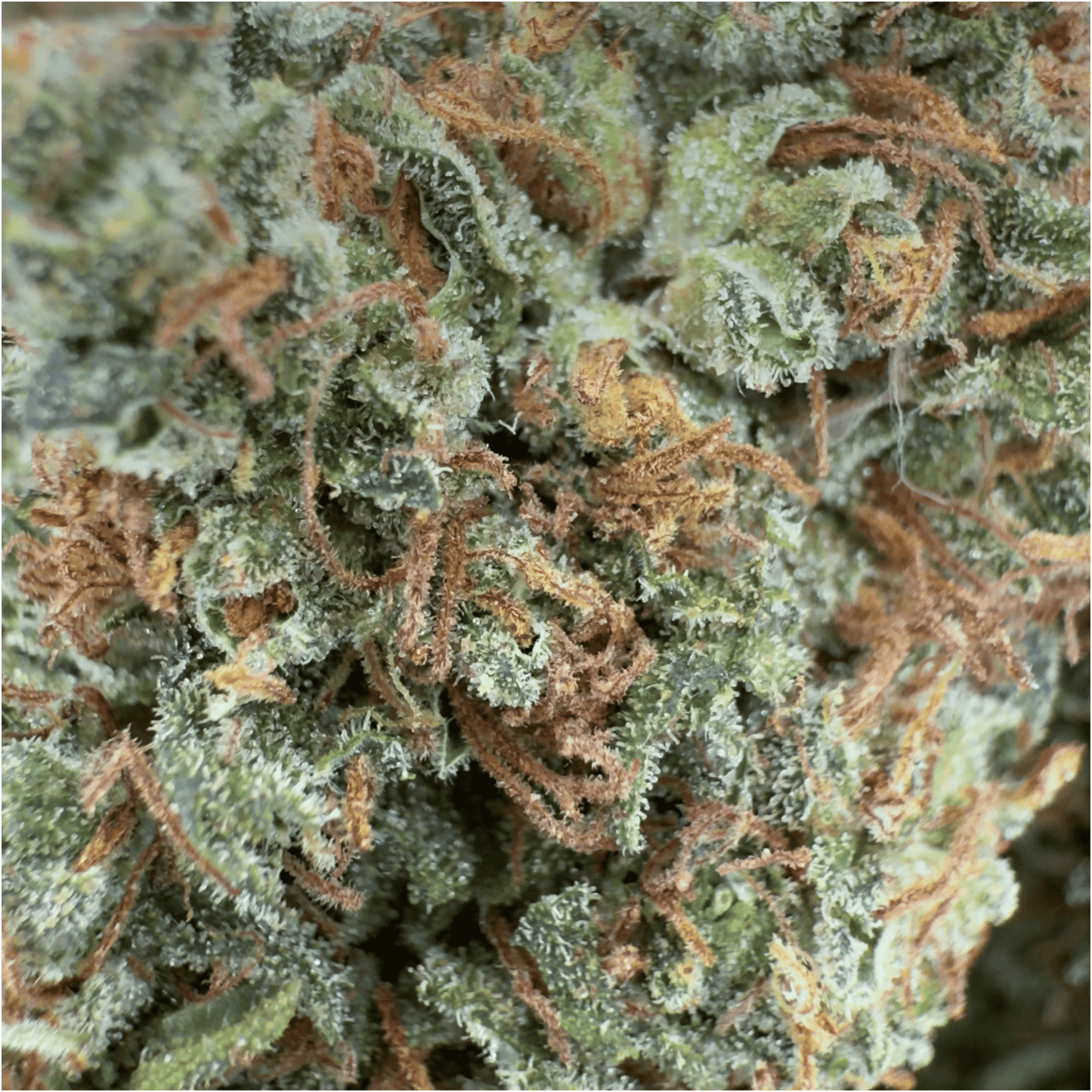 GOAT BUTTER - FLEUR DE CBD BIO - LIGHT DEP