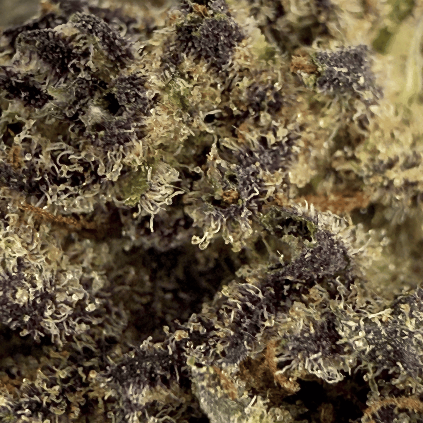 GOLDEN CHEESE – KLEINE BIO-CBD-BLÜTE