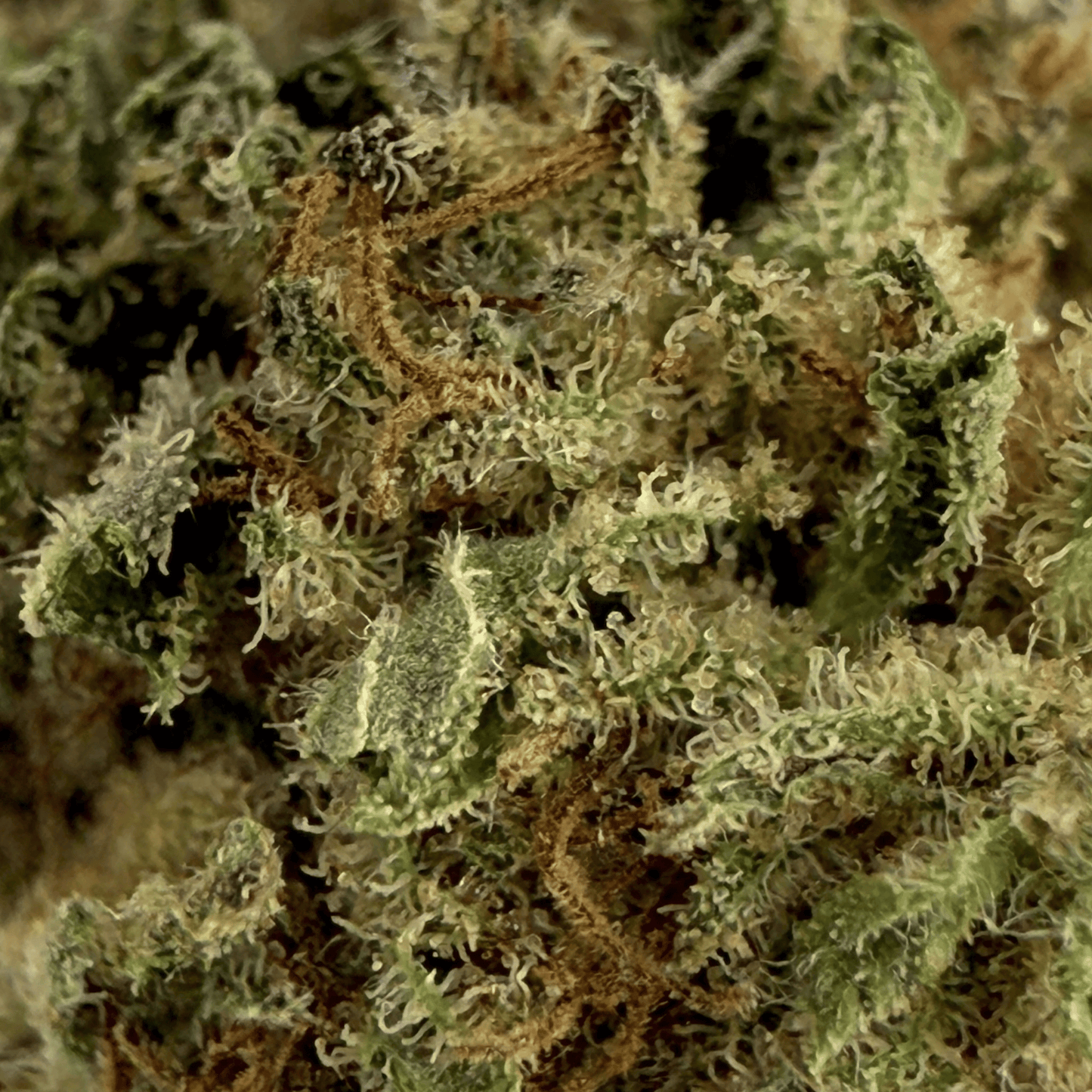 GOLDEN CHEESE – KLEINE BIO-CBD-BLÜTE