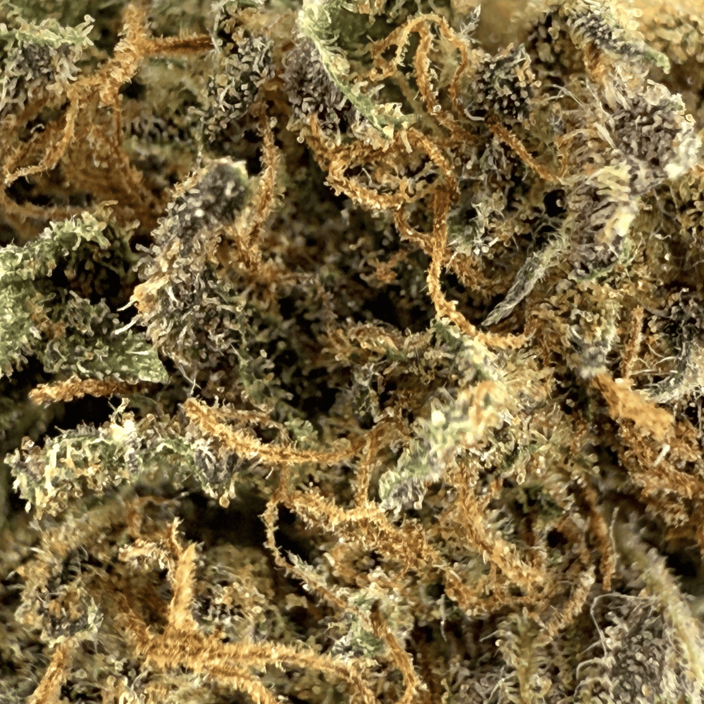GOLDEN CHEESE – KLEINE BIO-CBD-BLÜTE