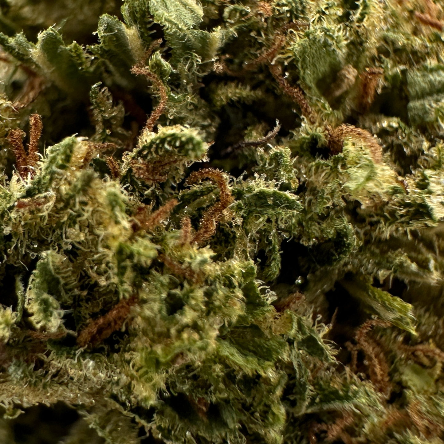 GOLDEN KUSH - FLOR DE CBD ORGÁNICA