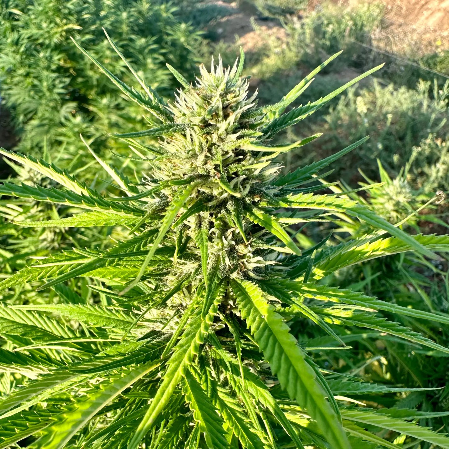 JOINT DE CBD PRÉ ROULÉ - CRITICAL L'herbe en Provence