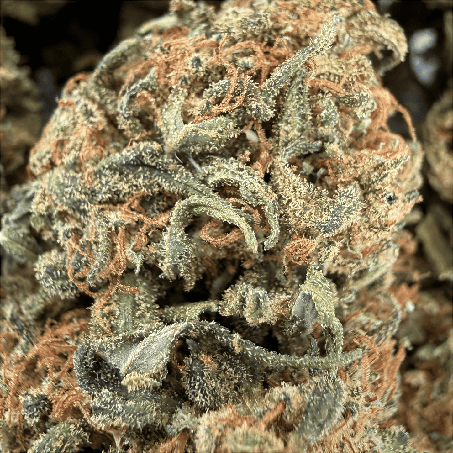 HELVETICA - FLEUR DE CBD BIO
