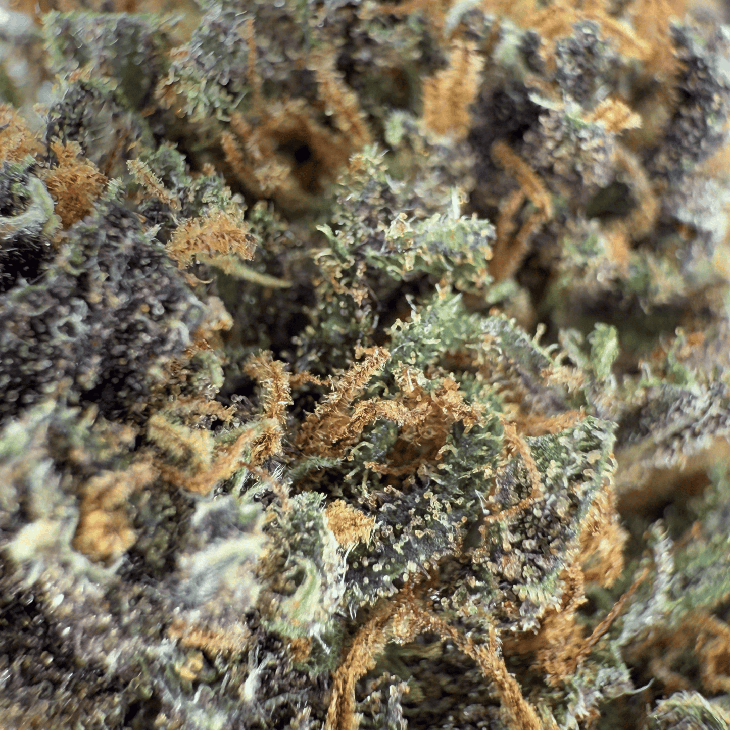 LEGENDARY PLATINUM OG - FLOR DE CBD ORGÁNICA