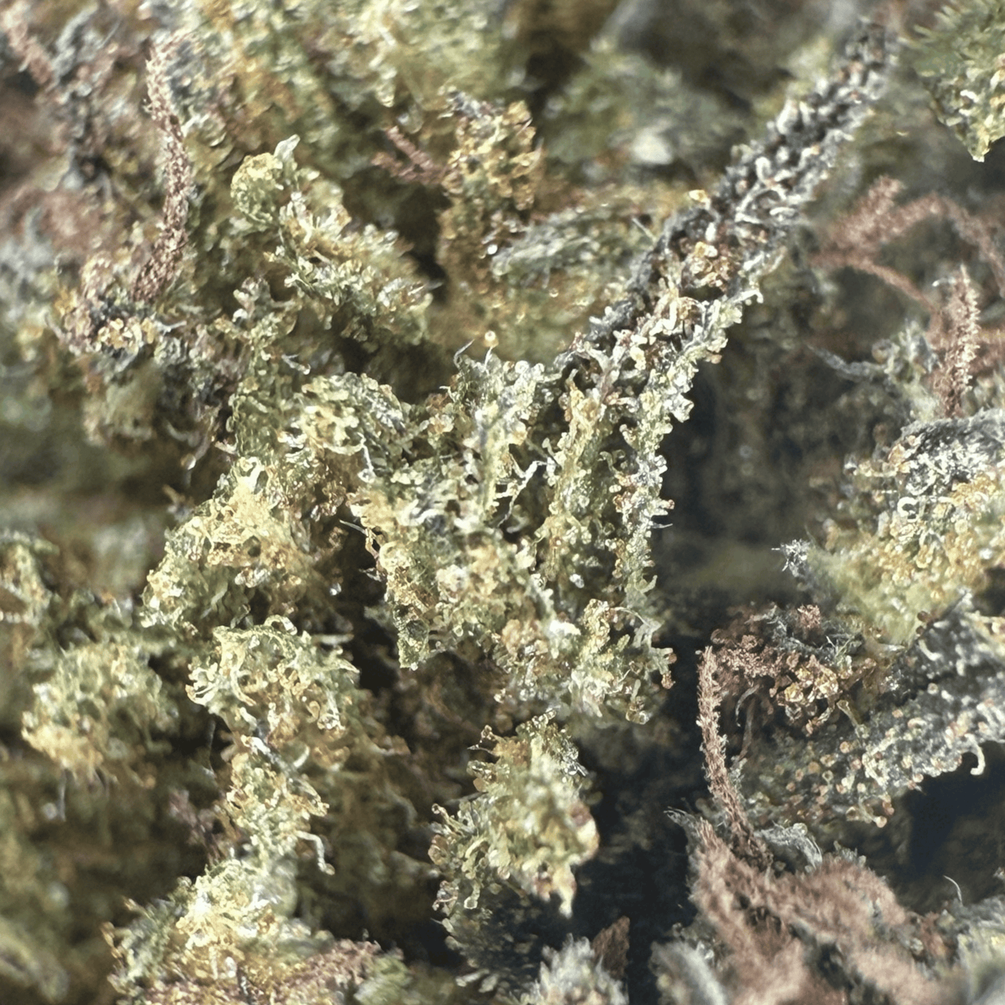 LIMONADA - FLOR DE CBD ORGÁNICO