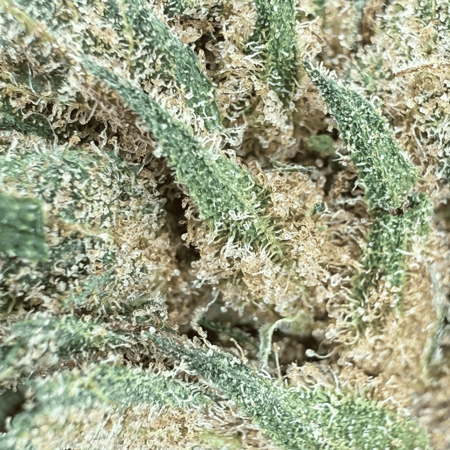 LEMON PIE - PETITE FLEUR DE CBD BIO