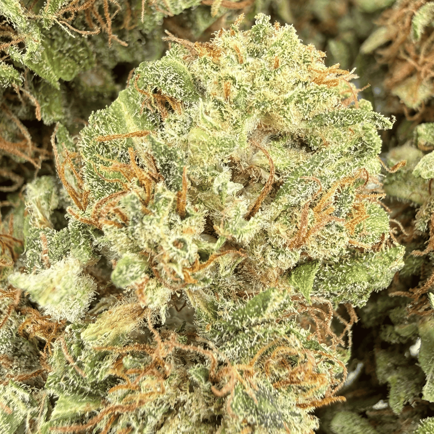 OG KUSH - FLEUR DE CBD BIO