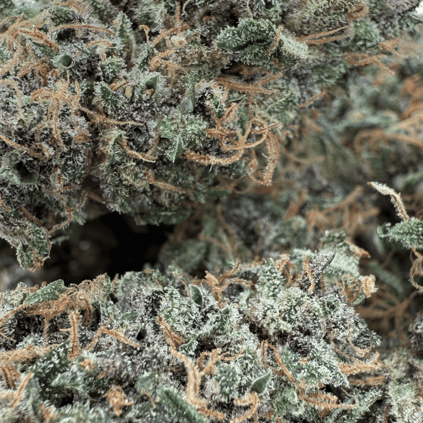 OCARINA OF GAZ - FLEUR DE CBD INDOOR