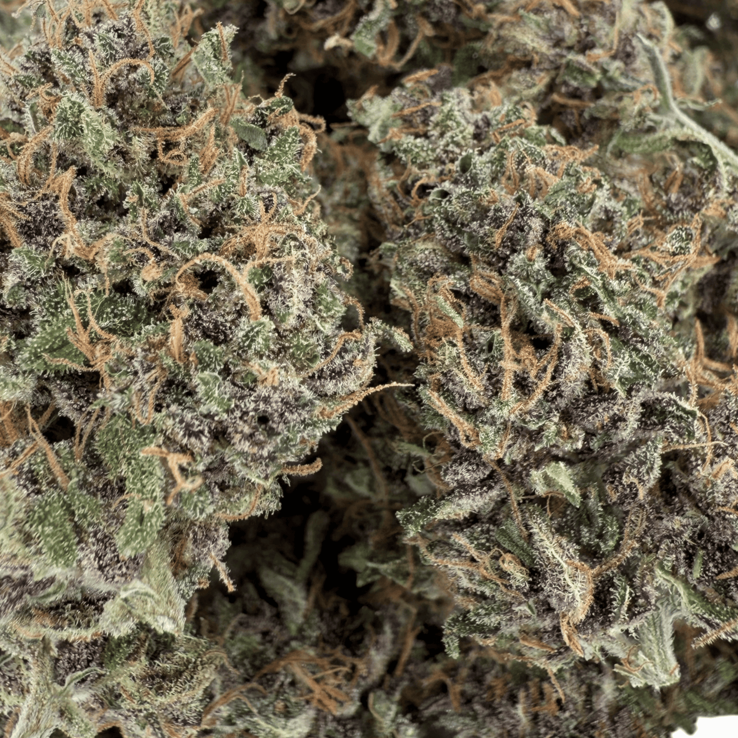 OCARINA OF GAZ - FLEUR DE CBD INDOOR