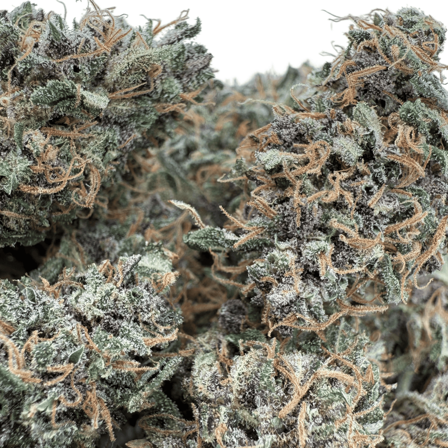 OCARINA OF GAZ - FLEUR DE CBD INDOOR