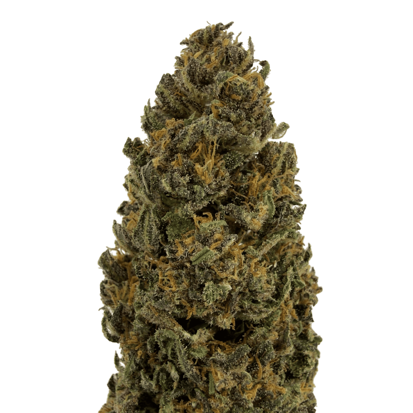 Orangenkrapfen - Bio-CBD-Blüten