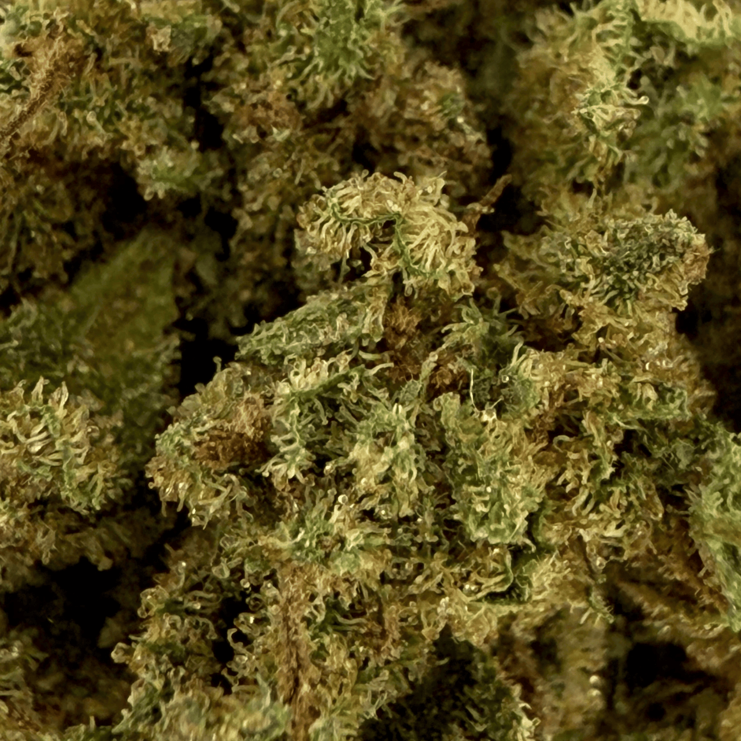 PEACH OZZ – BIO-CBD-BLÜTE