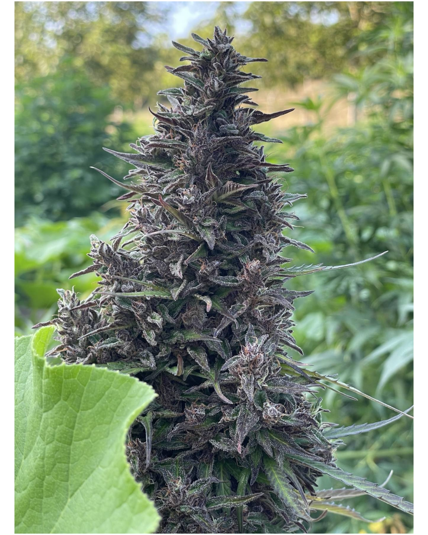 HUILE DE CBD BIO 6% (MACÉRÂT HUILEUX) - SPECTRE COMPLET