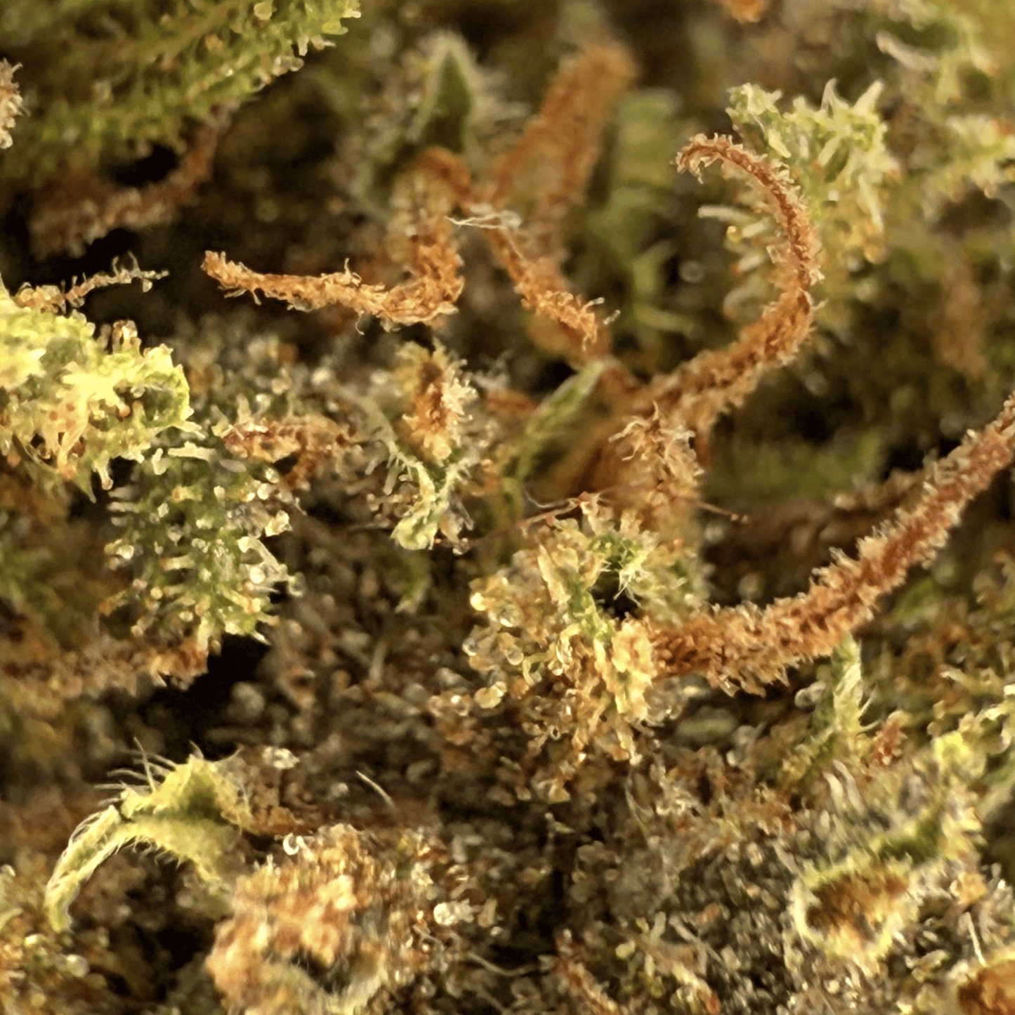 PINK PINEAPPLE – BIO-CBD-BLÜTE