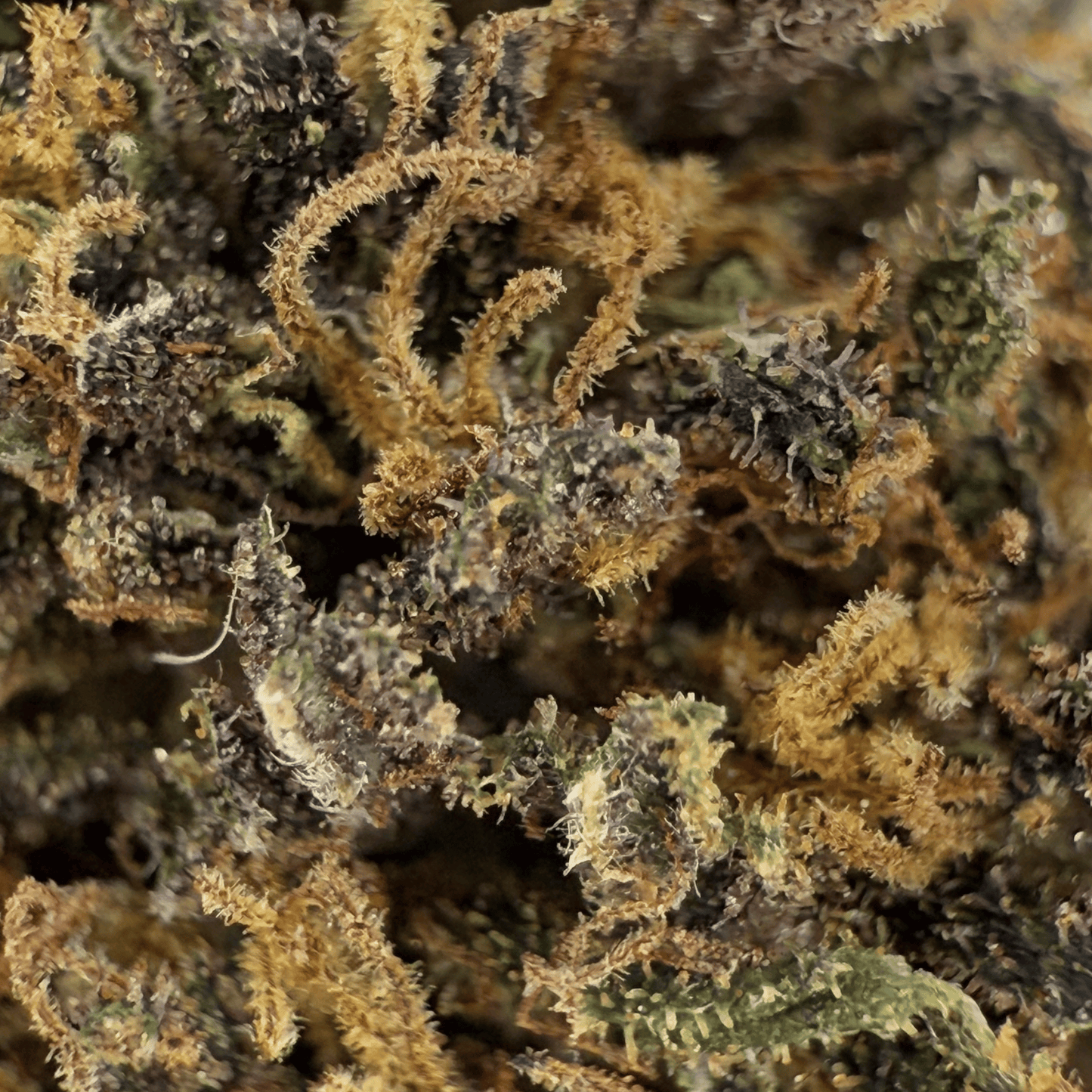 PLATINUM PANTHER – BIO-CBD-BLÜTE