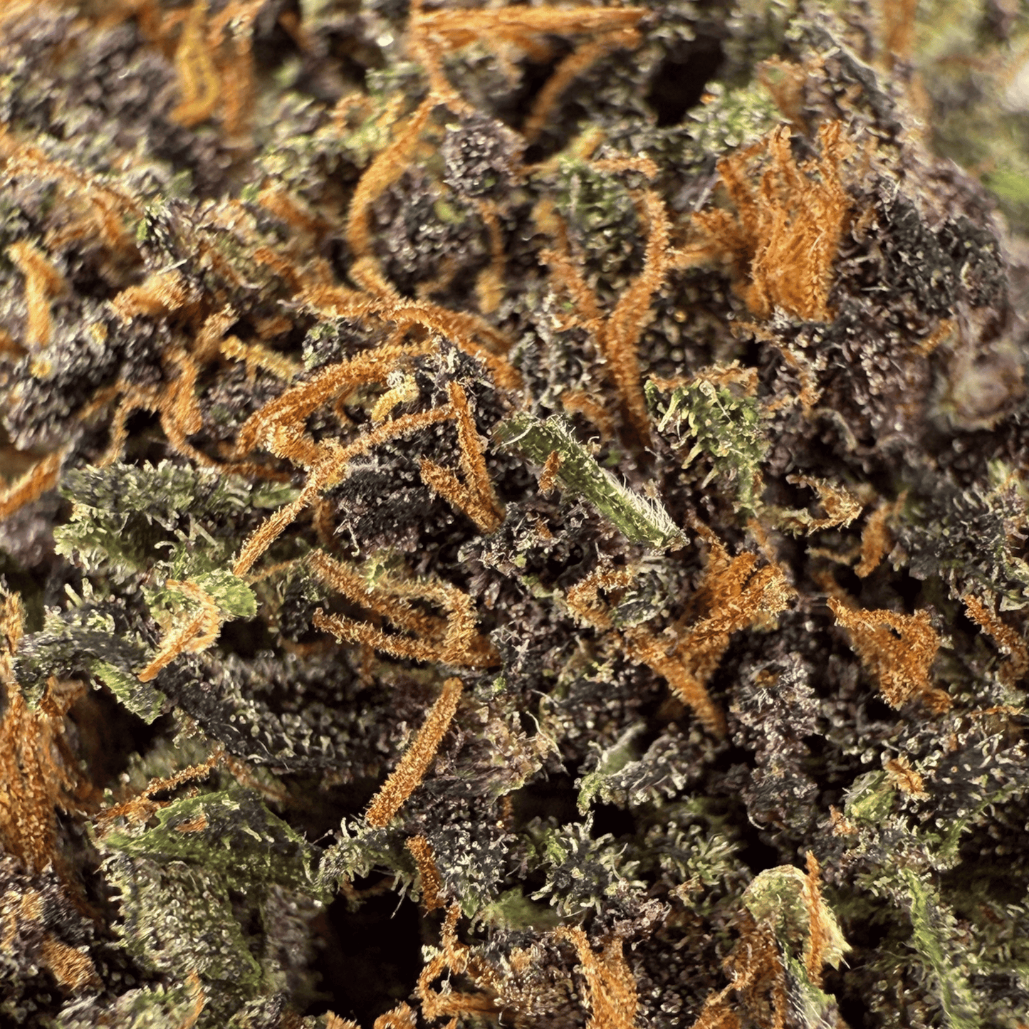 PLOOKIES - FLEUR DE CBD BIO - LIGHT DEP
