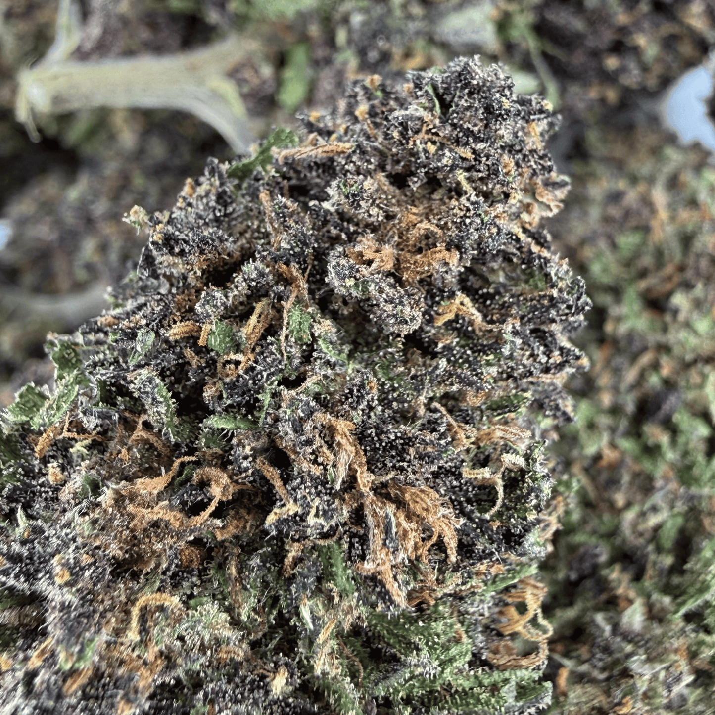 PURPLE HAZE – BIO-CBD-BLÜTE