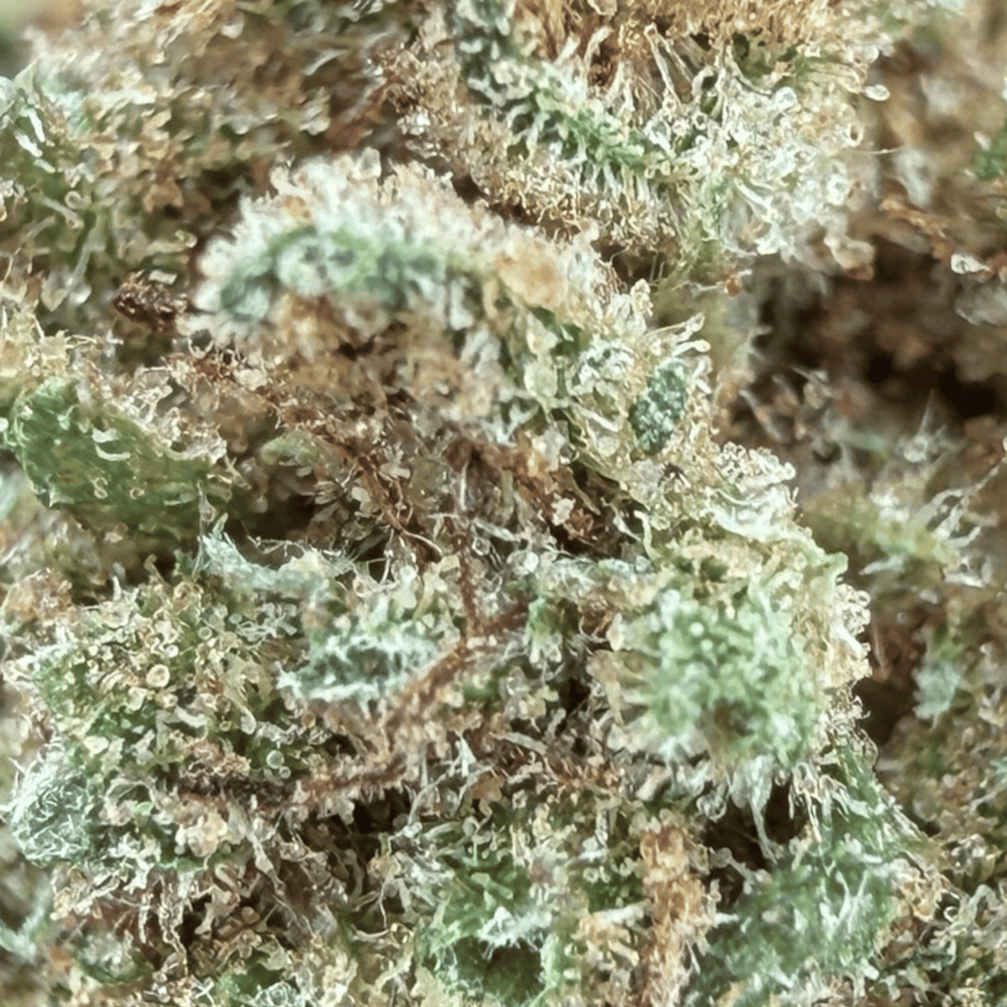 RAINBOW GAS - PEQUEÑA FLOR DE CBD ORGÁNICO