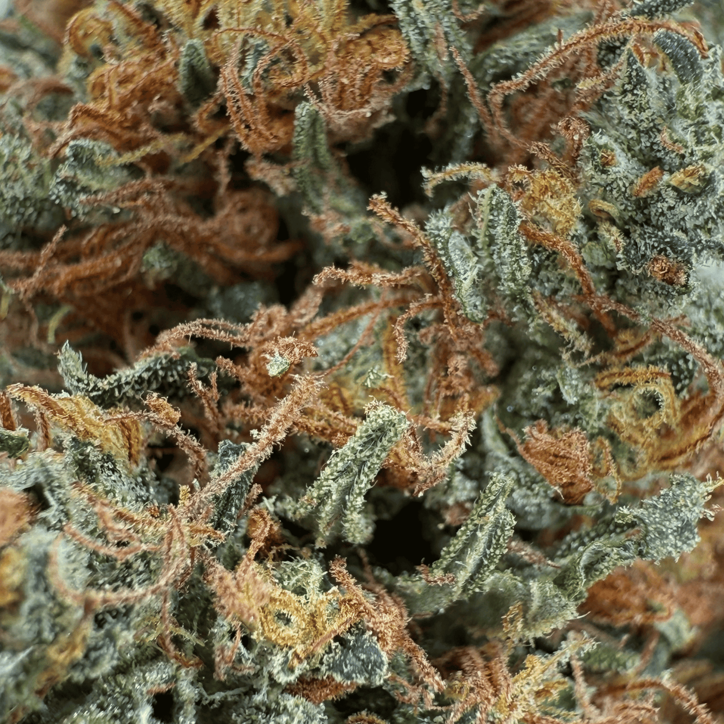 ROCKET SAUCE - FLEUR DE CBD BIO - LIGHT DEP