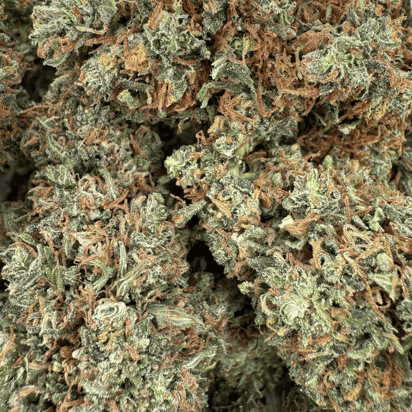 ROCKET SAUCE - FLEUR DE CBD BIO - LIGHT DEP