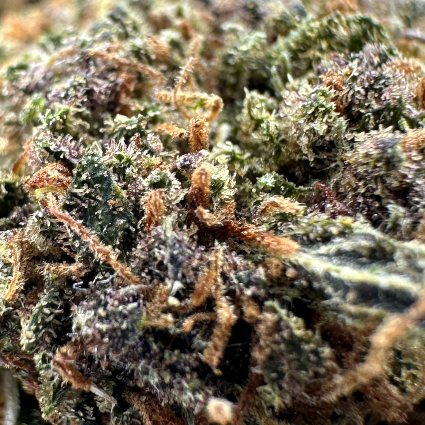 SAPPHIRE KUSH – BIO-CBD-BLUME
