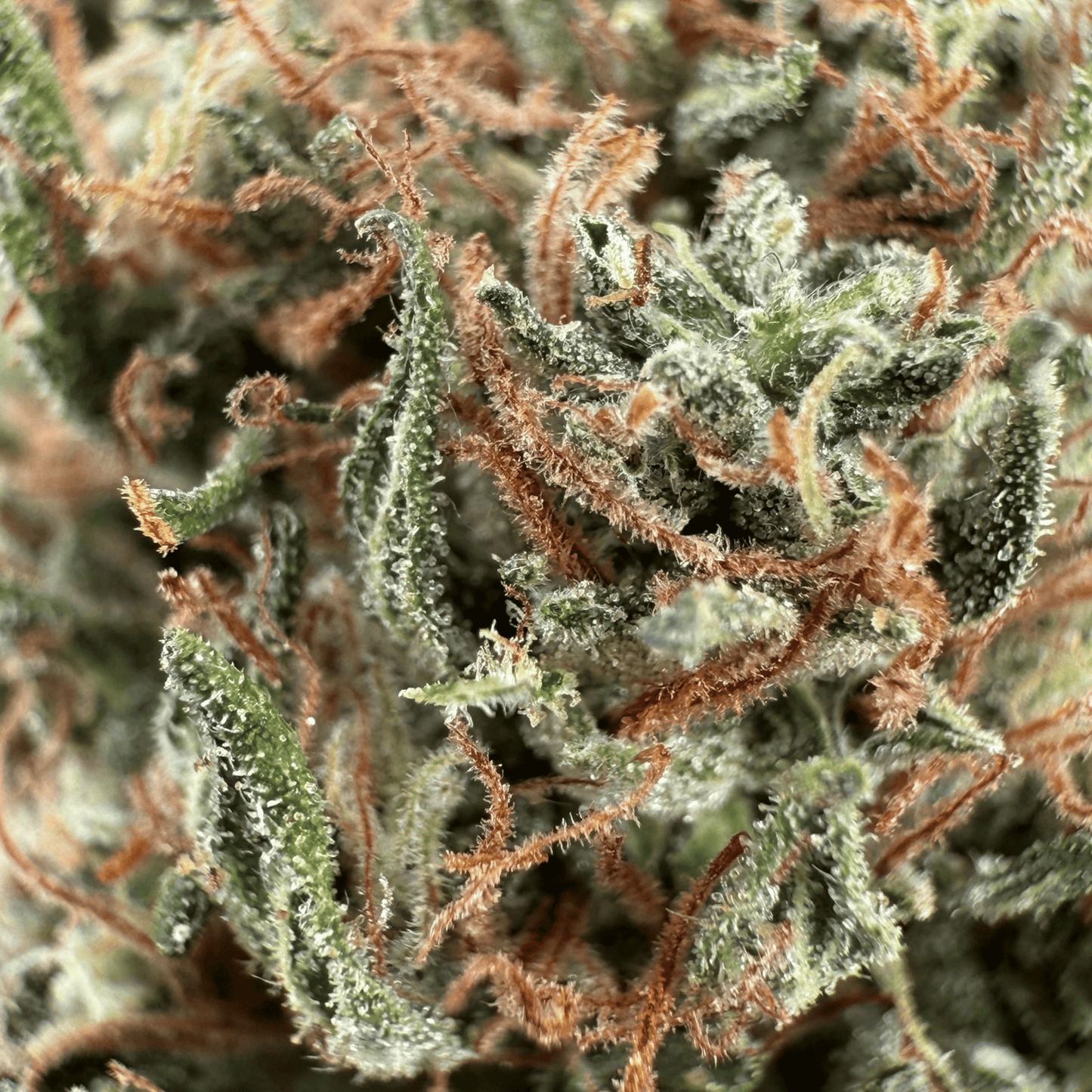 SKUNK JAM - FLEUR DE CBD BIO - LIGHT DEP
