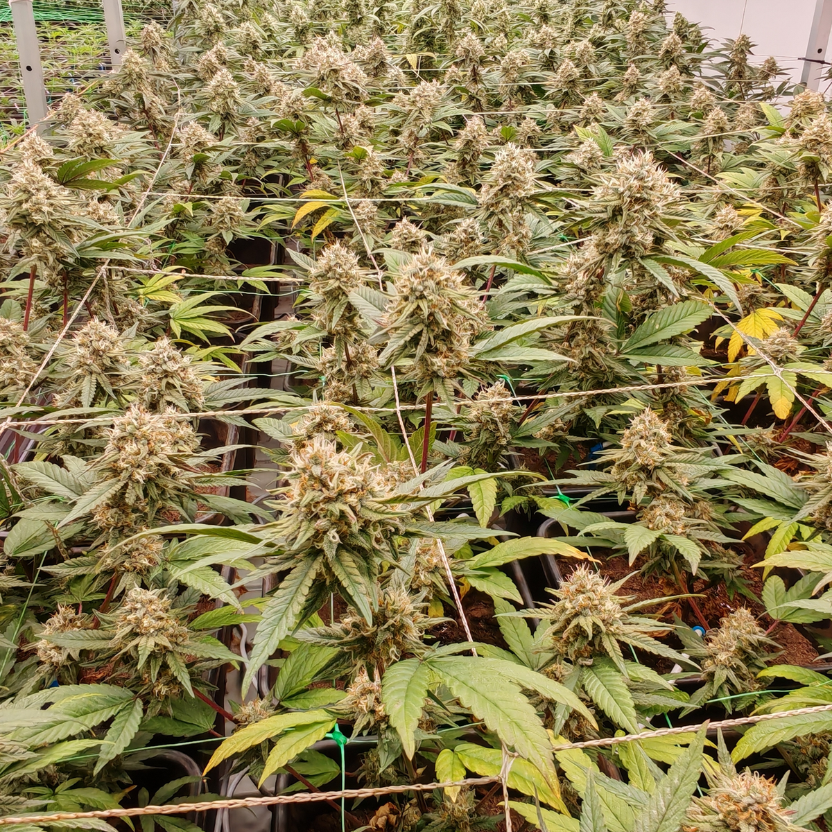 SUNSET BERRY - CBD-BLÜTE - INDOOR