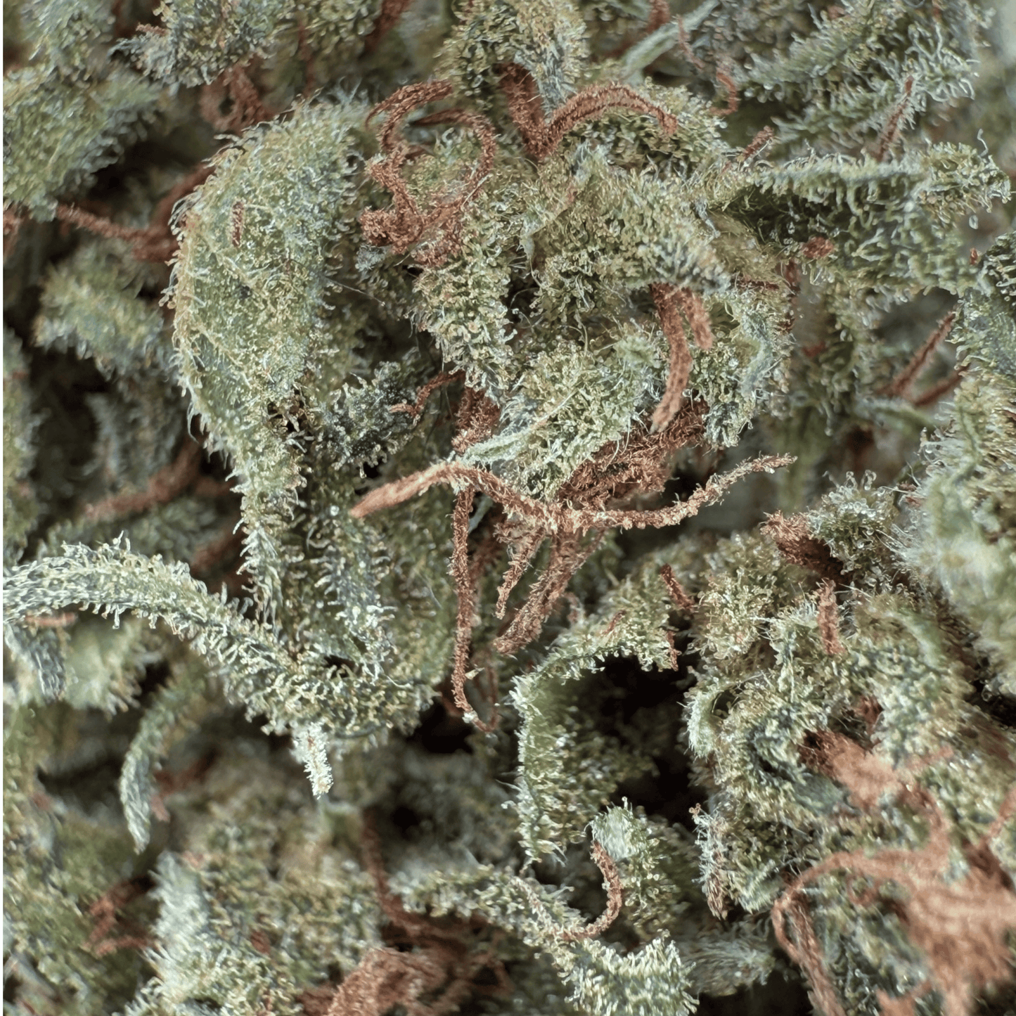 TROPICAL - BIO-CBD-BLÜTE