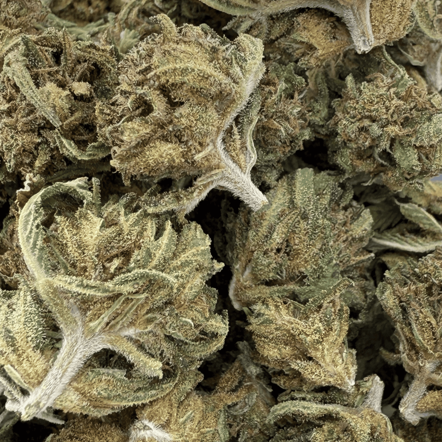 CARAMELO - PETITE FLEUR DE CBD BIO
