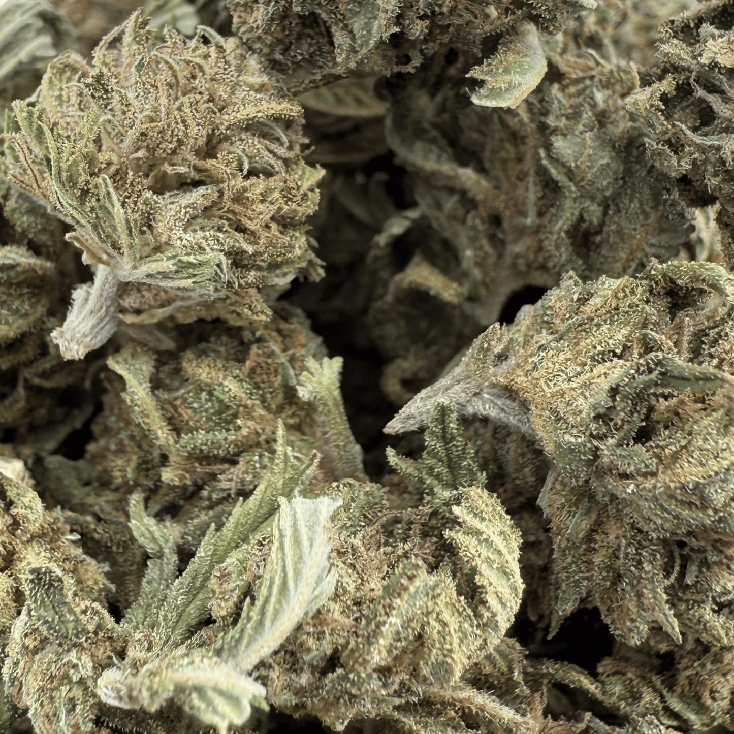 CARAMELO - PETITE FLEUR DE CBD BIO