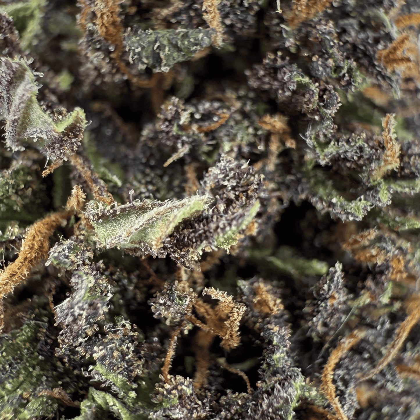 DOBLE GALLETA - FLOR DE CBD ORGÁNICO