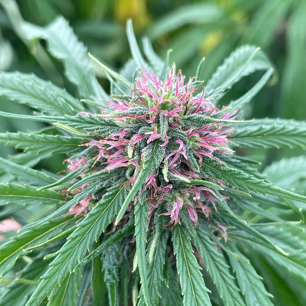 PASSION HAZE - PETITE FLEUR DE CBD BIO