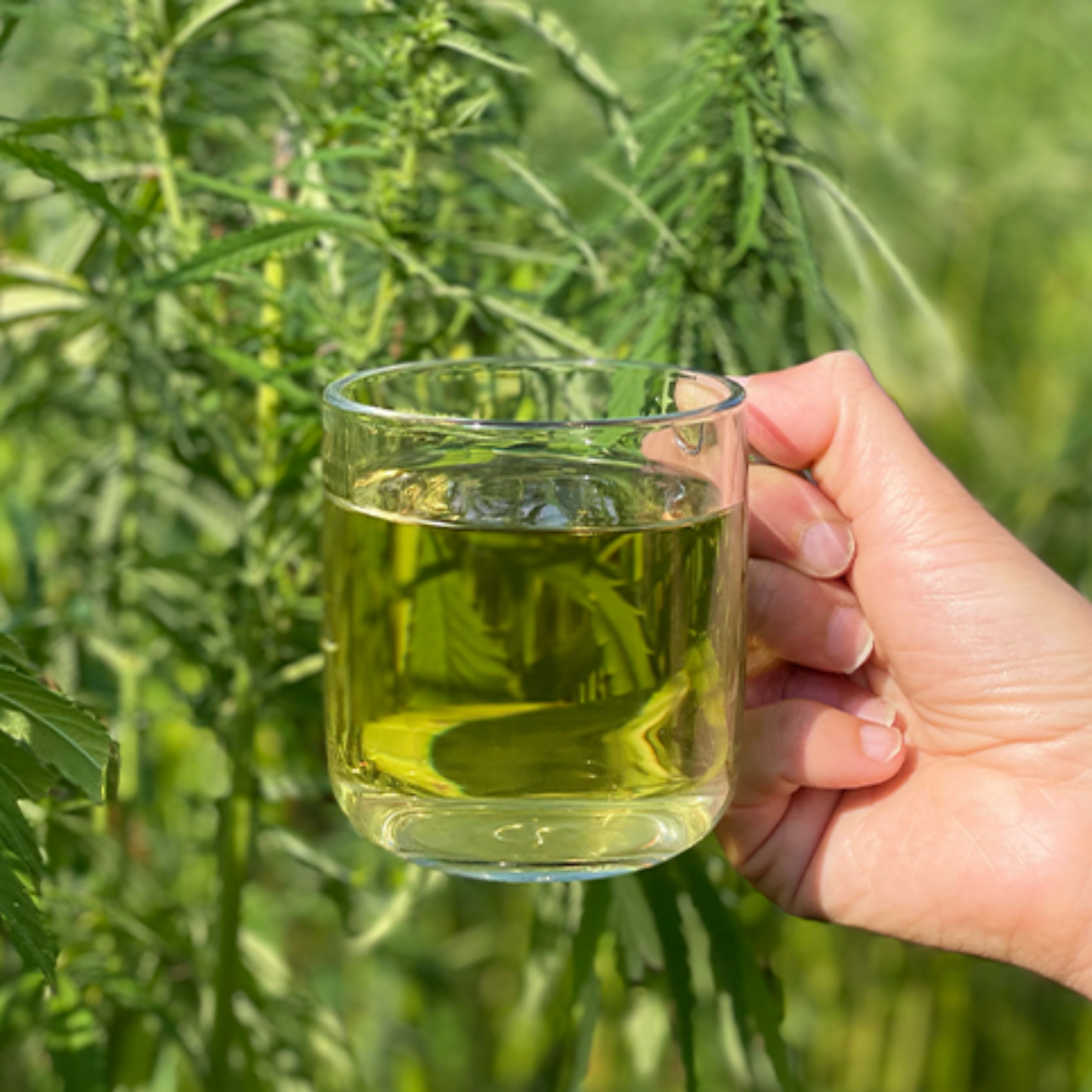 Bonheur Digestif : Infusion au CBD bio (Le chanvre de mon père)