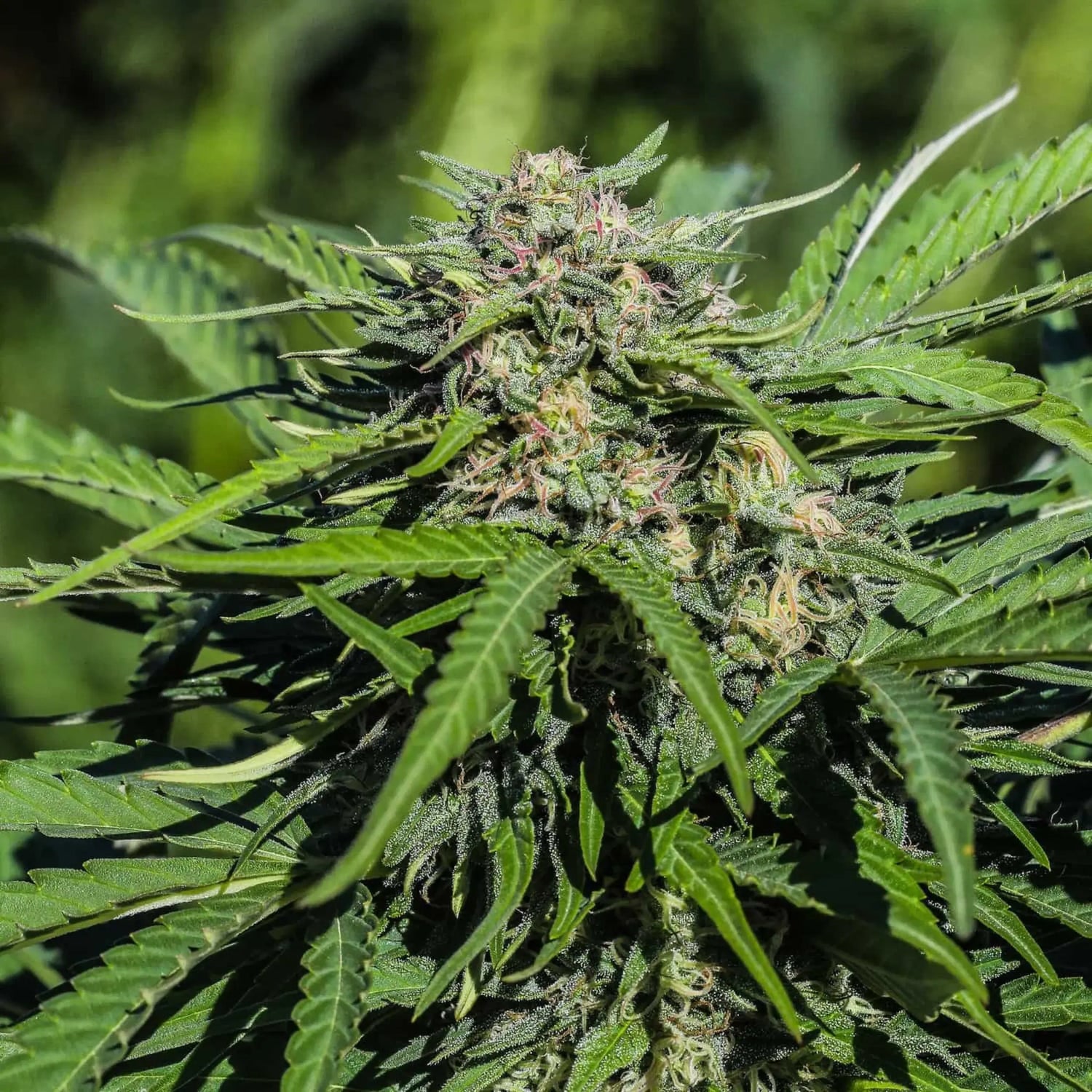Fleur de CBD pas chère : Variété Lifter