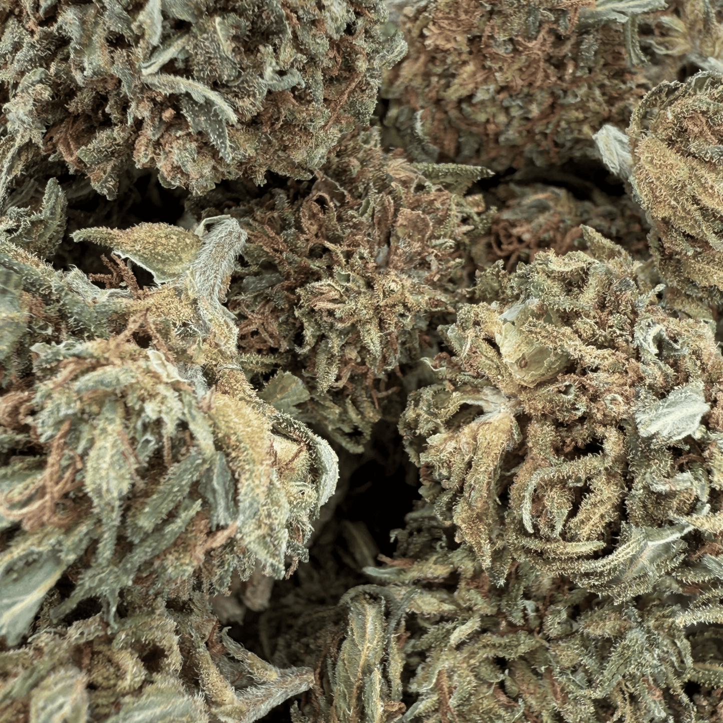 PASSION HAZE - PETITE FLEUR DE CBD BIO